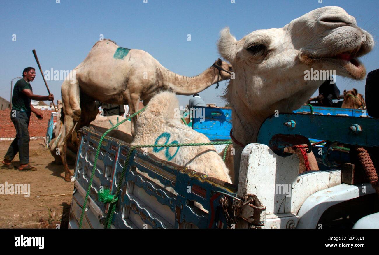 Camel Herd Sudan High Resolution Stock Photography And Images Alamy