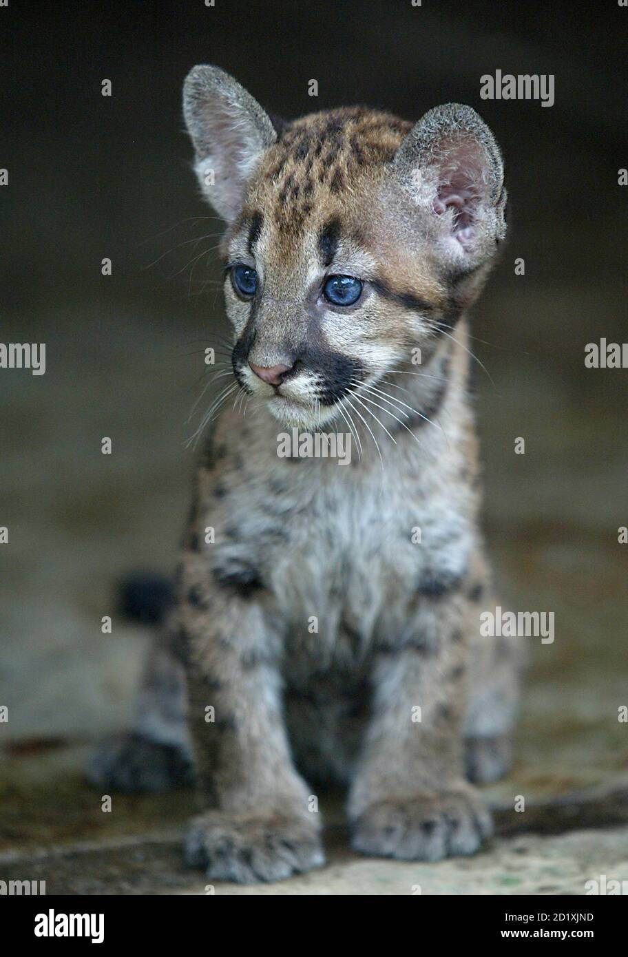 A baby puma cub born in captivity and considered an endangered species is  seen at the National Zoo in Managua October 2, 2007. REUTERS/Oswaldo Rivas ( NICARAGUA Stock Photo - Alamy