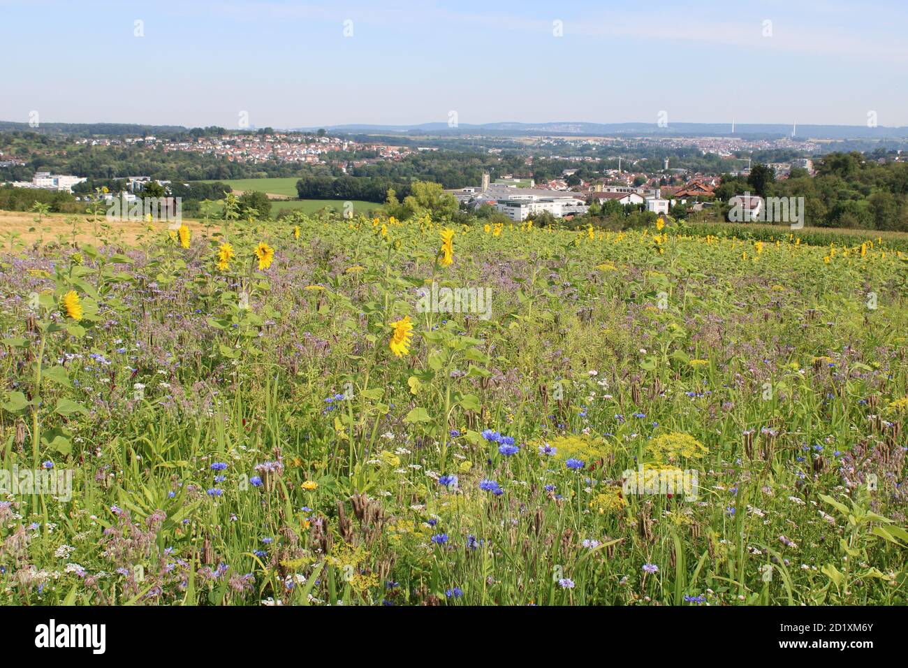 Agricultural crop blue flower flowers crops hires stock photography