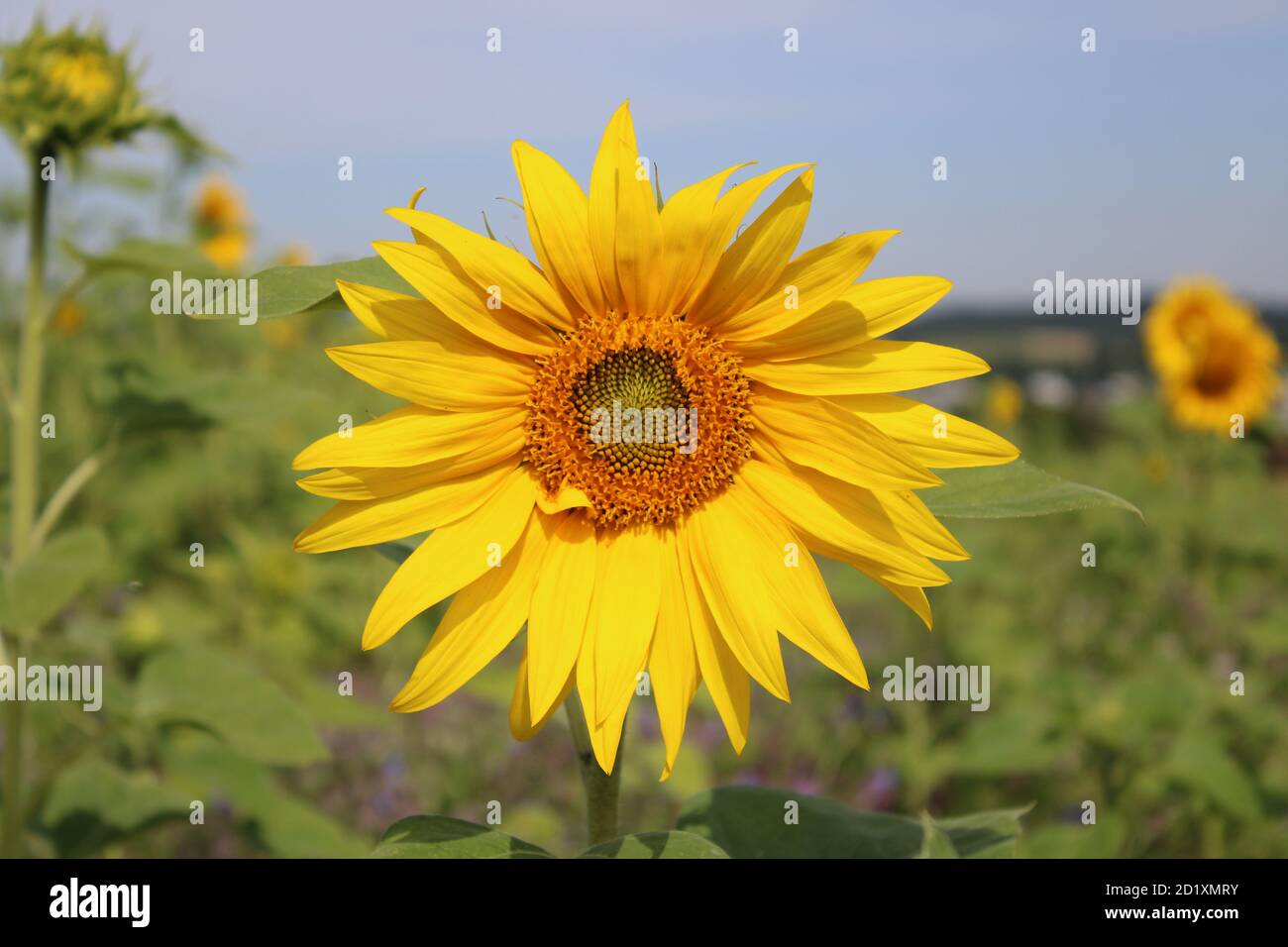 nice sunflower Stock Photo