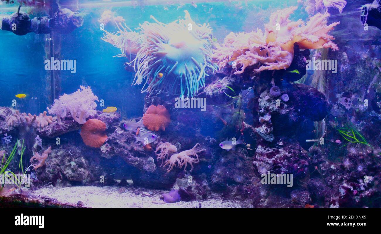 sea water aquarium Stock Photo