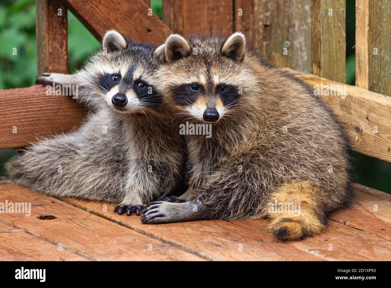 Two young raccoons snuggled together in the corner of a weathered wooden deck in rural New Brunswick, Canada. Stock Photo