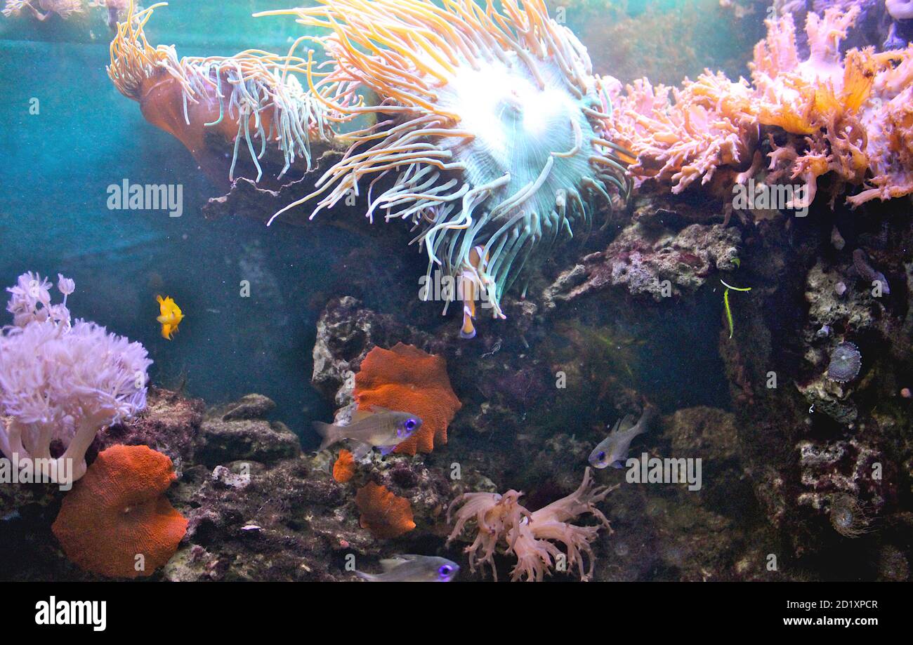 Sea water aquarium Stock Photo