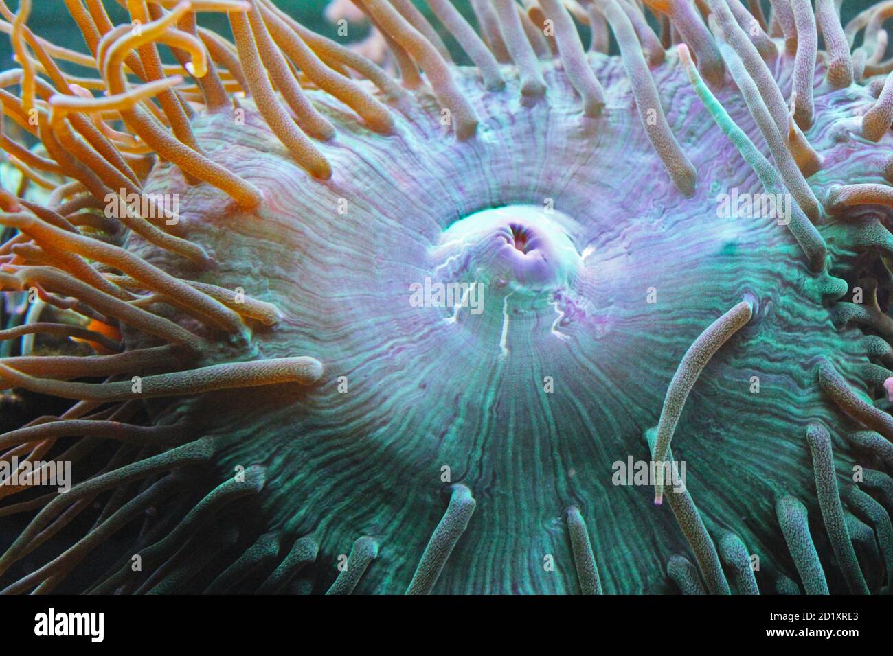 Detail of an anemone Stock Photo