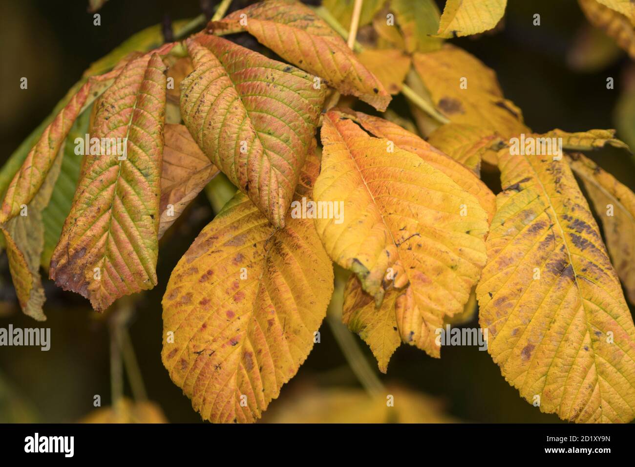 In autumn the deciduous trees of the Northern Temperate Zone start a period of senescence. This is known as the Fall as leaves loose their nutrients Stock Photo