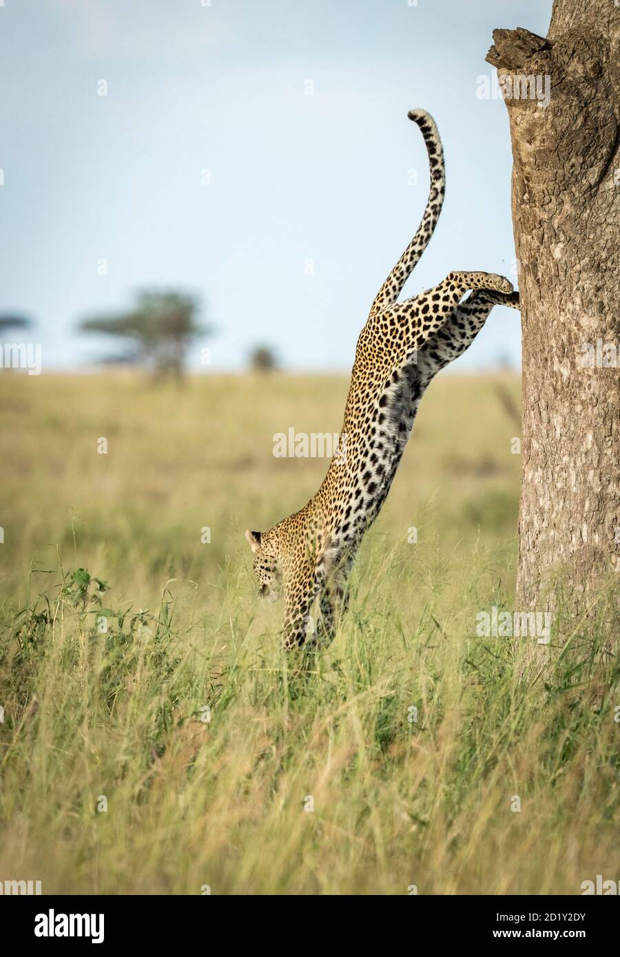 Vertical portrait of an adult leopard bouncing off the tree in Serengeti National Park in Tanzania Stock Photo