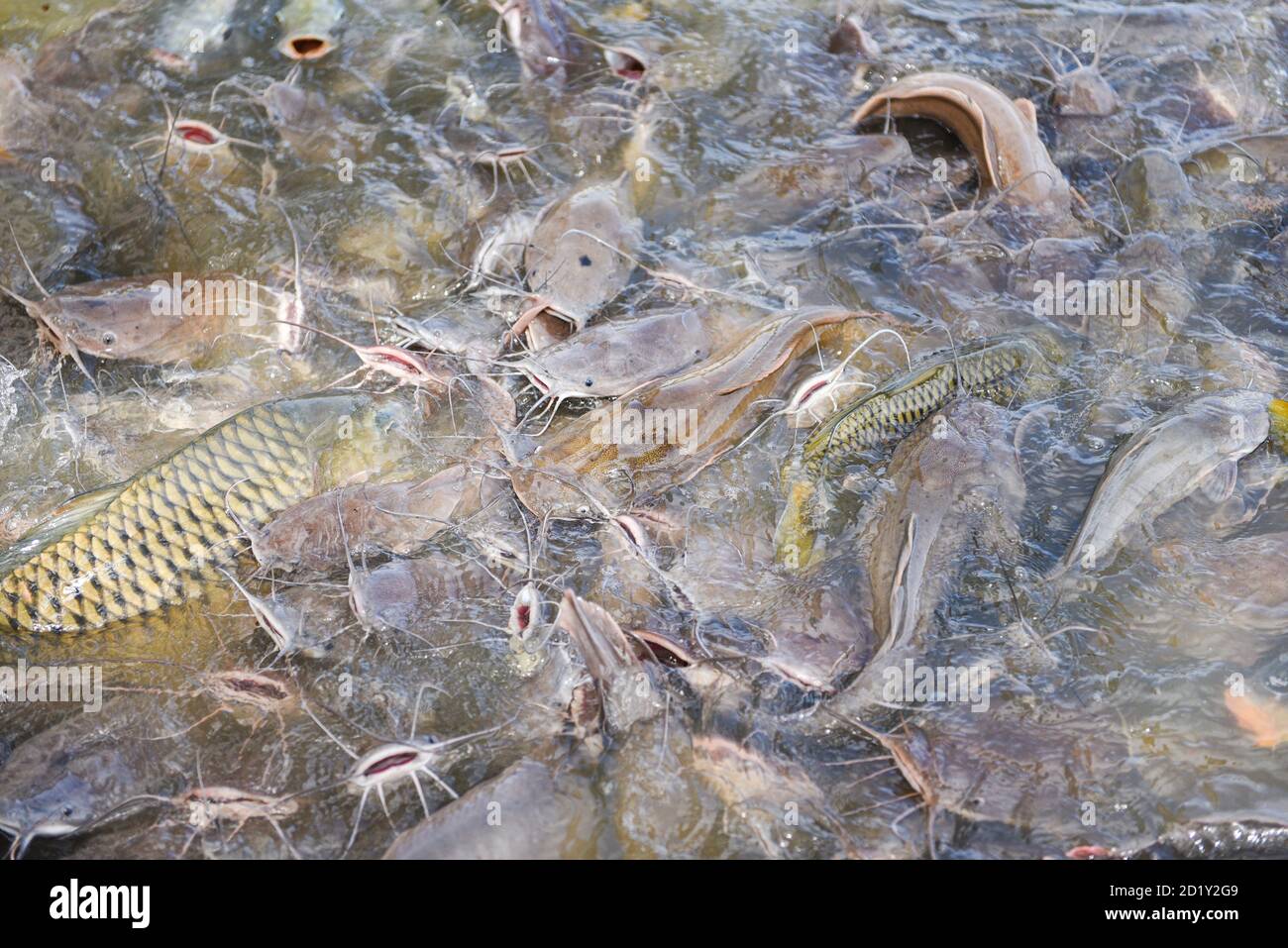 Catfish eating from feeding food on water surface ponds / Freshwater
