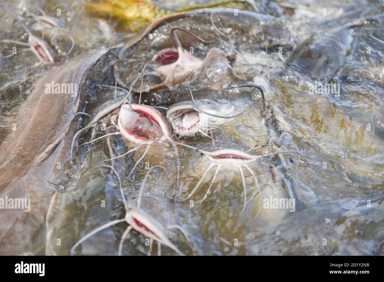 Catfish eating from feeding food on water surface ponds / Freshwater fish farm Stock Photo Alamy