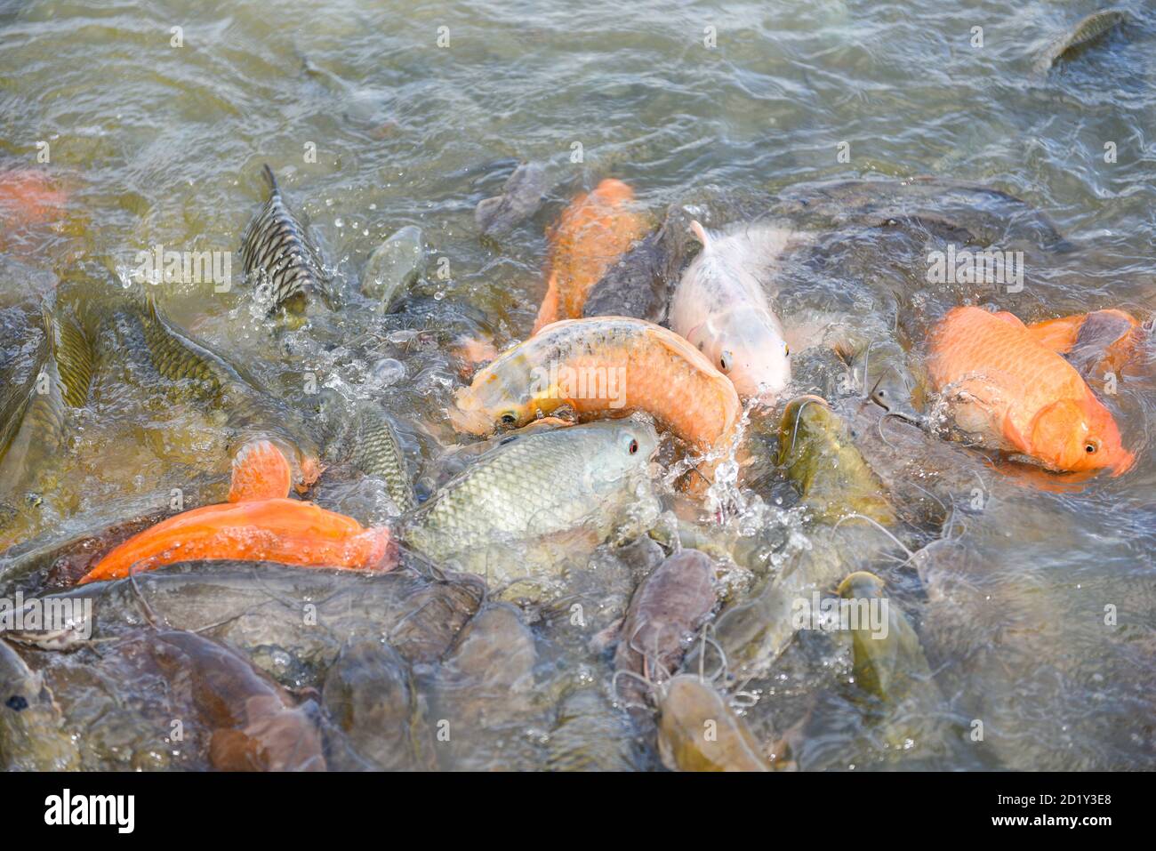 Freshwater fish farm / Golden carp fish tilapia or orange carp and catfish eating from feeding food on water surface ponds Stock Photo