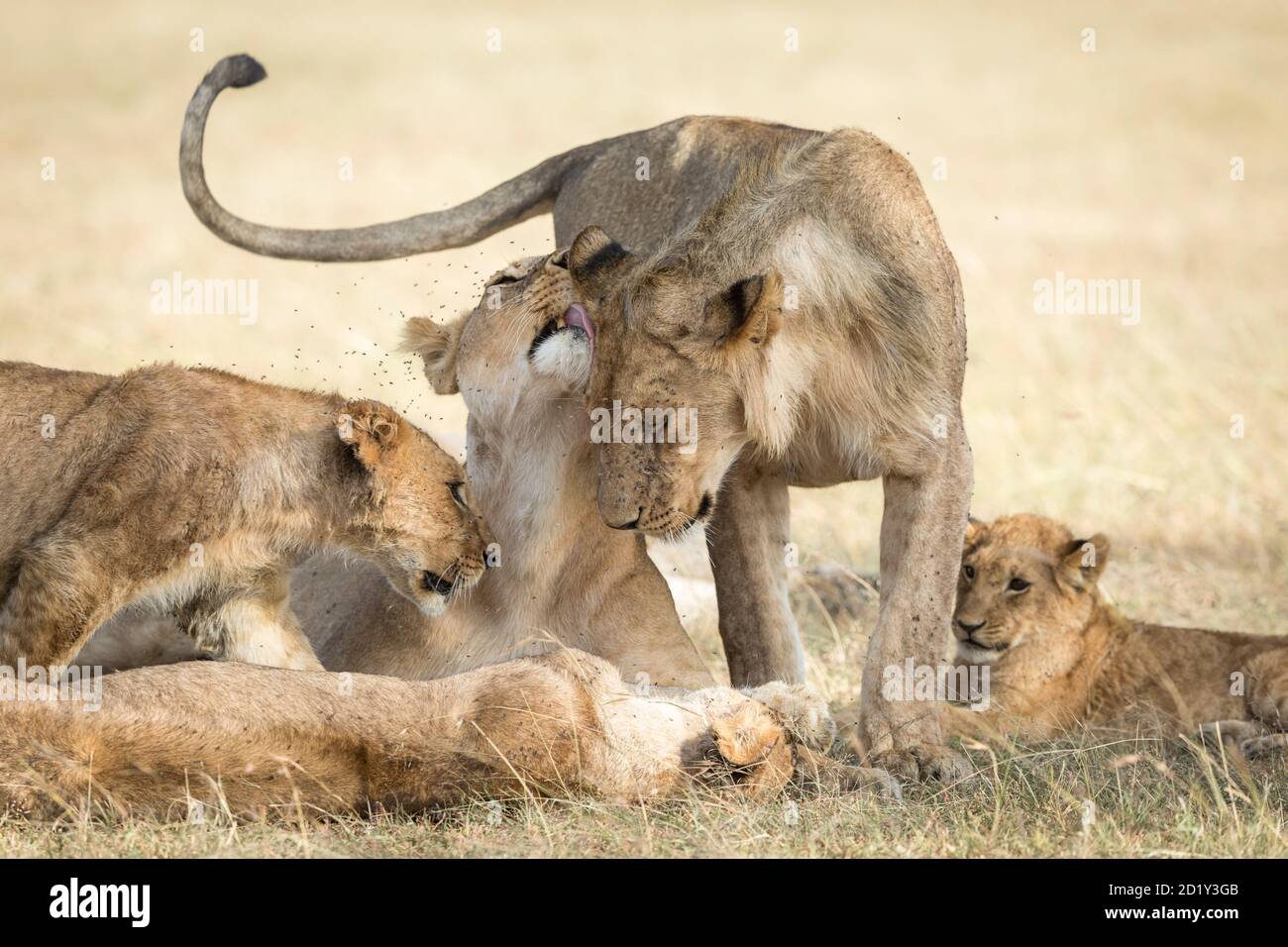 Pride of lions greeting each other and showing affection while lying down in dry grass in Masai Mara in Kenya Stock Photo