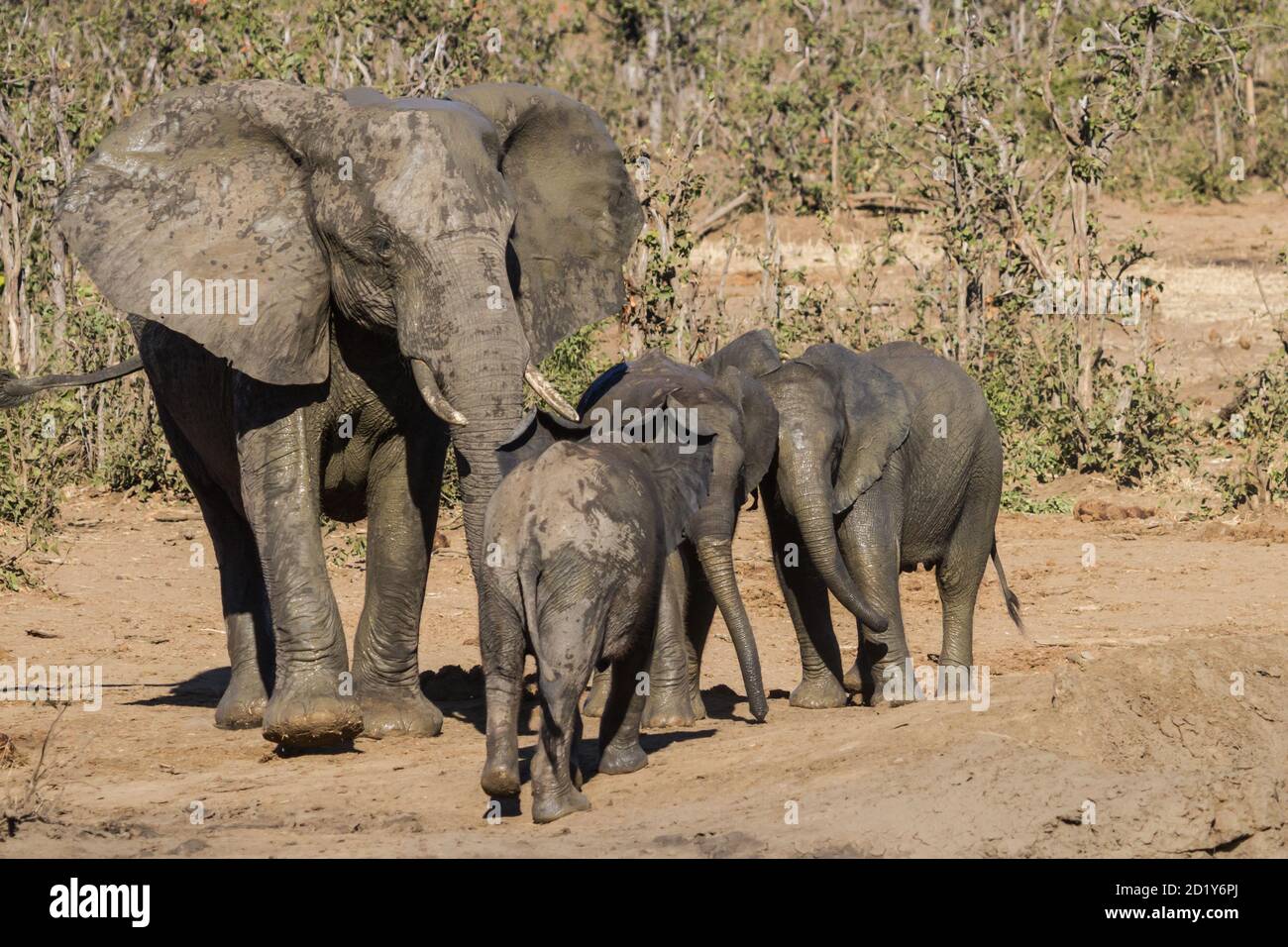 Closeup of elephant family (Loxodanta africana) with mother and three cute calves in Kruger National Park, South Africa Stock Photo