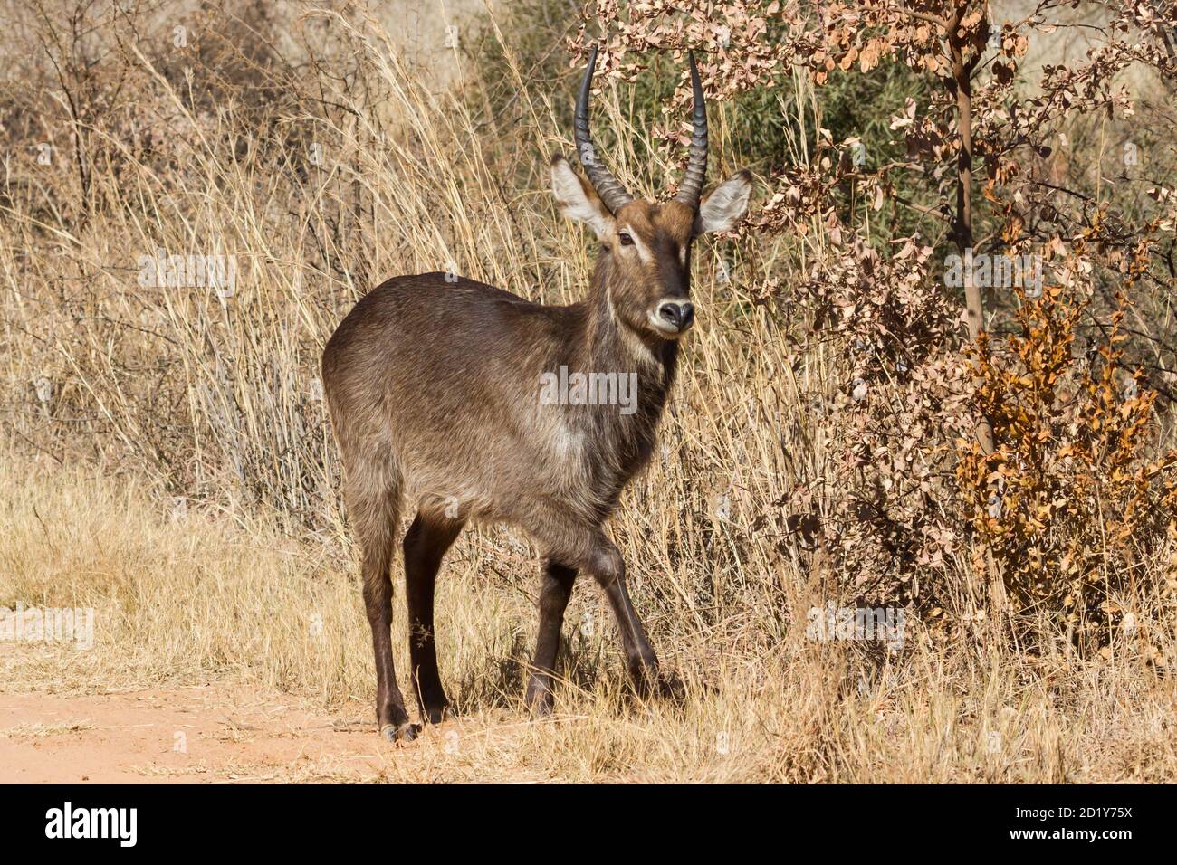 Waterbuck male ram (Kobus ellipsiprymnus) standing in front of trees with  autumn colors background in South Africa Stock Photo - Alamy