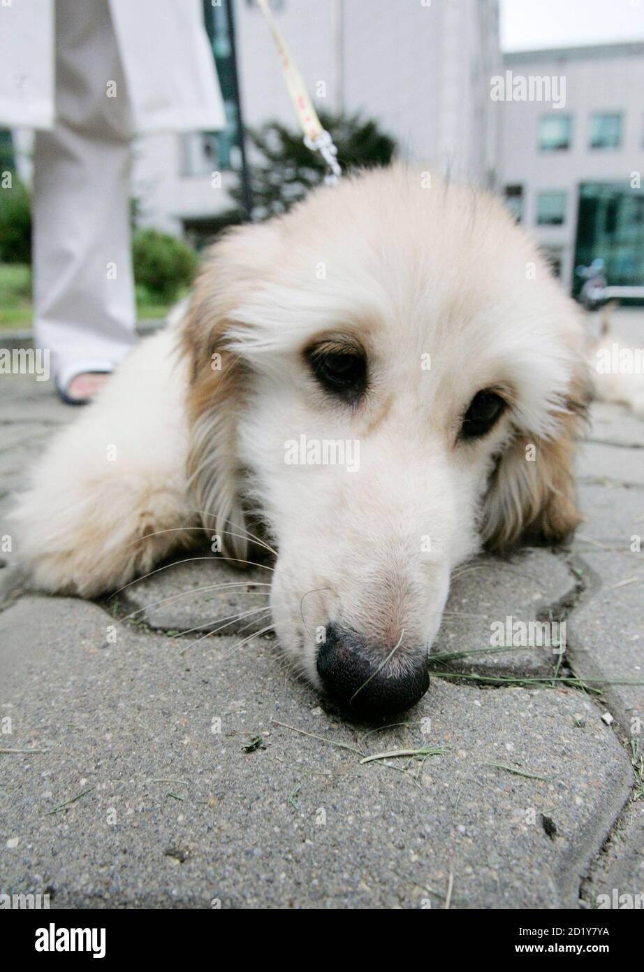 Cloned dogs hi-res stock photography and images - Alamy