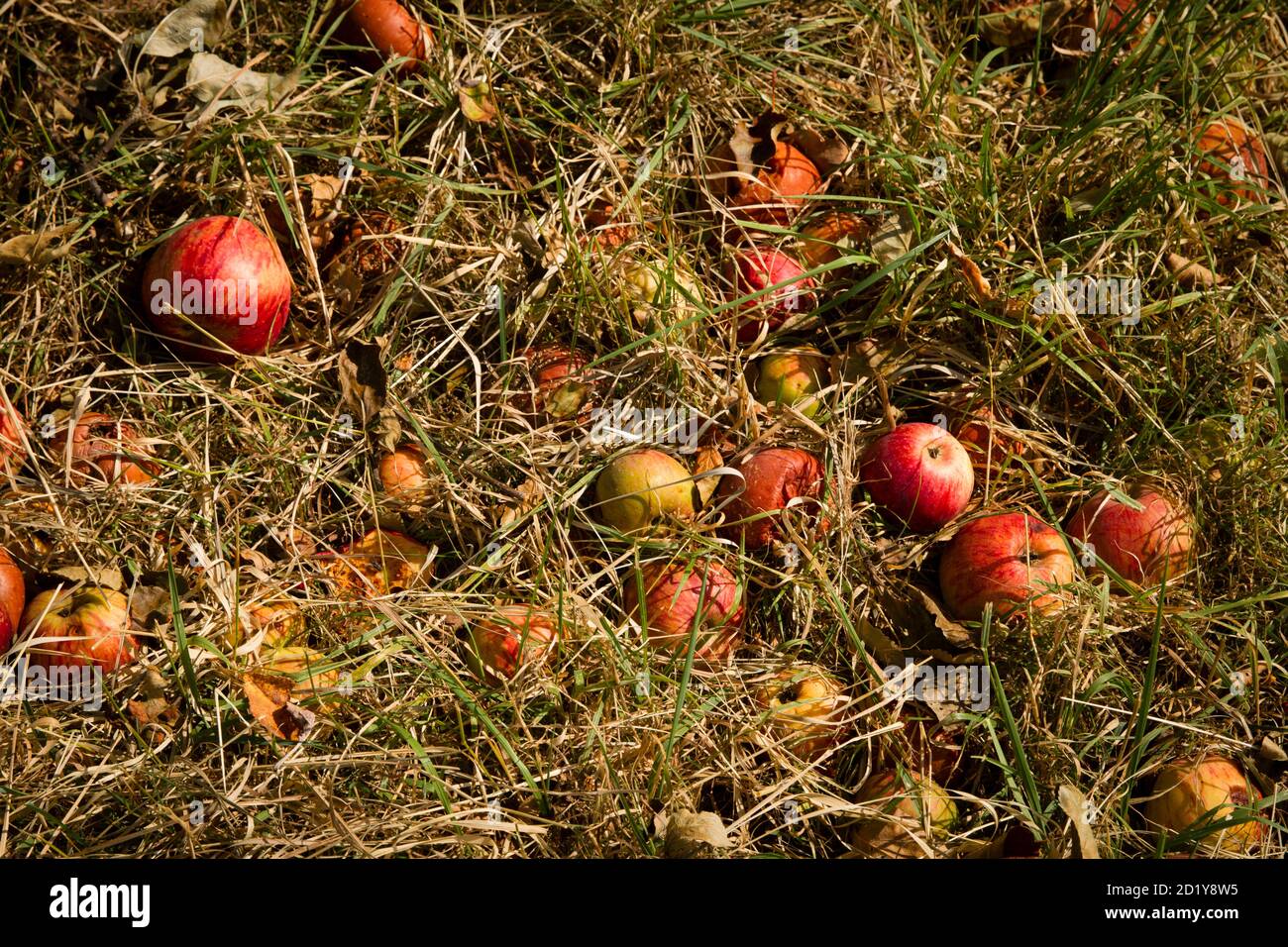 orchard meadow in the floodplains of the river Rhine in the district Rheinkassel, fallen apples, Cologne, Germany.  Streuobstwiesen in den Rheinauen i Stock Photo