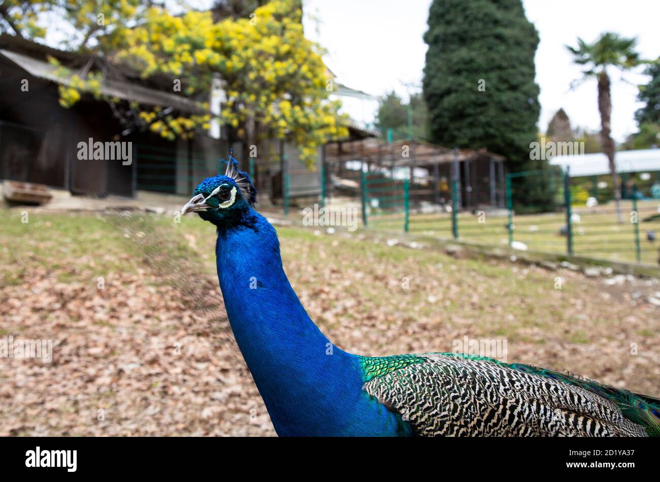 A peacock with a beautiful tail walks in the Park on a spring day Stock ...