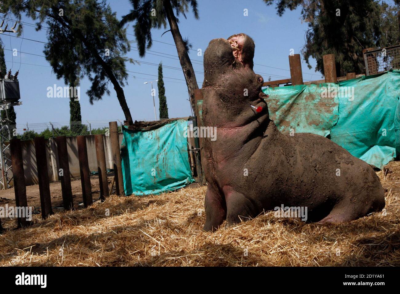 Animal castration hi-res stock photography and images - Alamy
