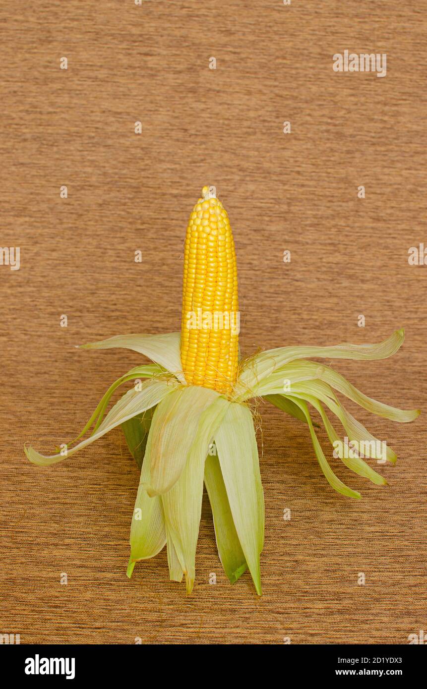 Corn or Maize cob in flower shaped arrangemant Stock Photo Alamy