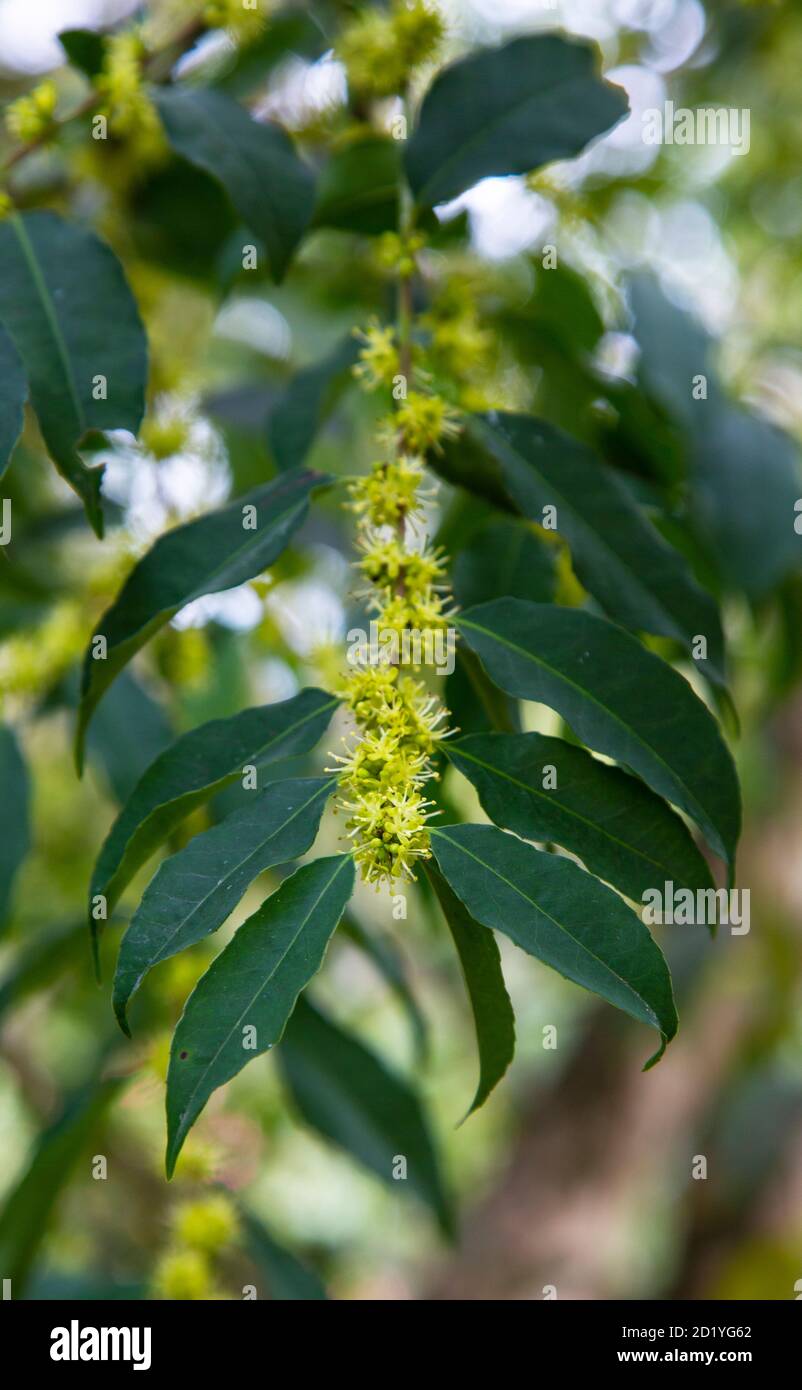 Green leaves on a tree hi-res stock photography and images - Alamy