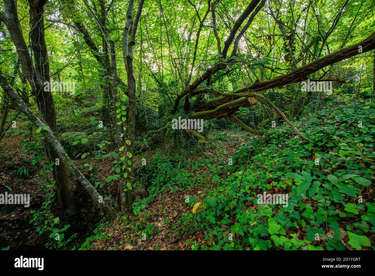 Lush and wet temperate forest, Gironde, France Stock Photo