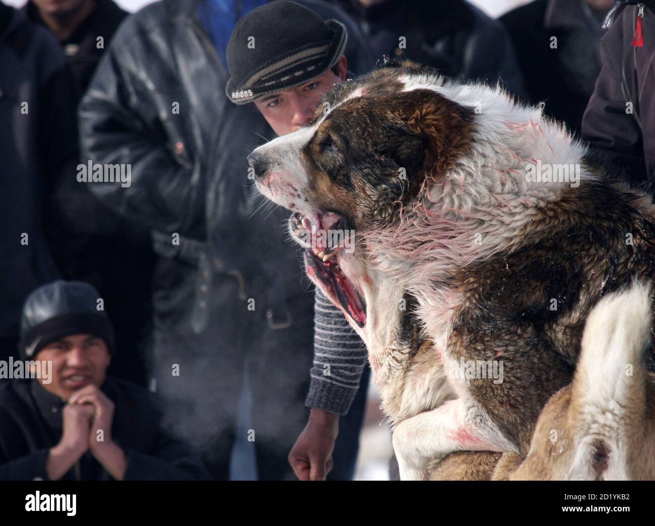 Russia Dog Fighting