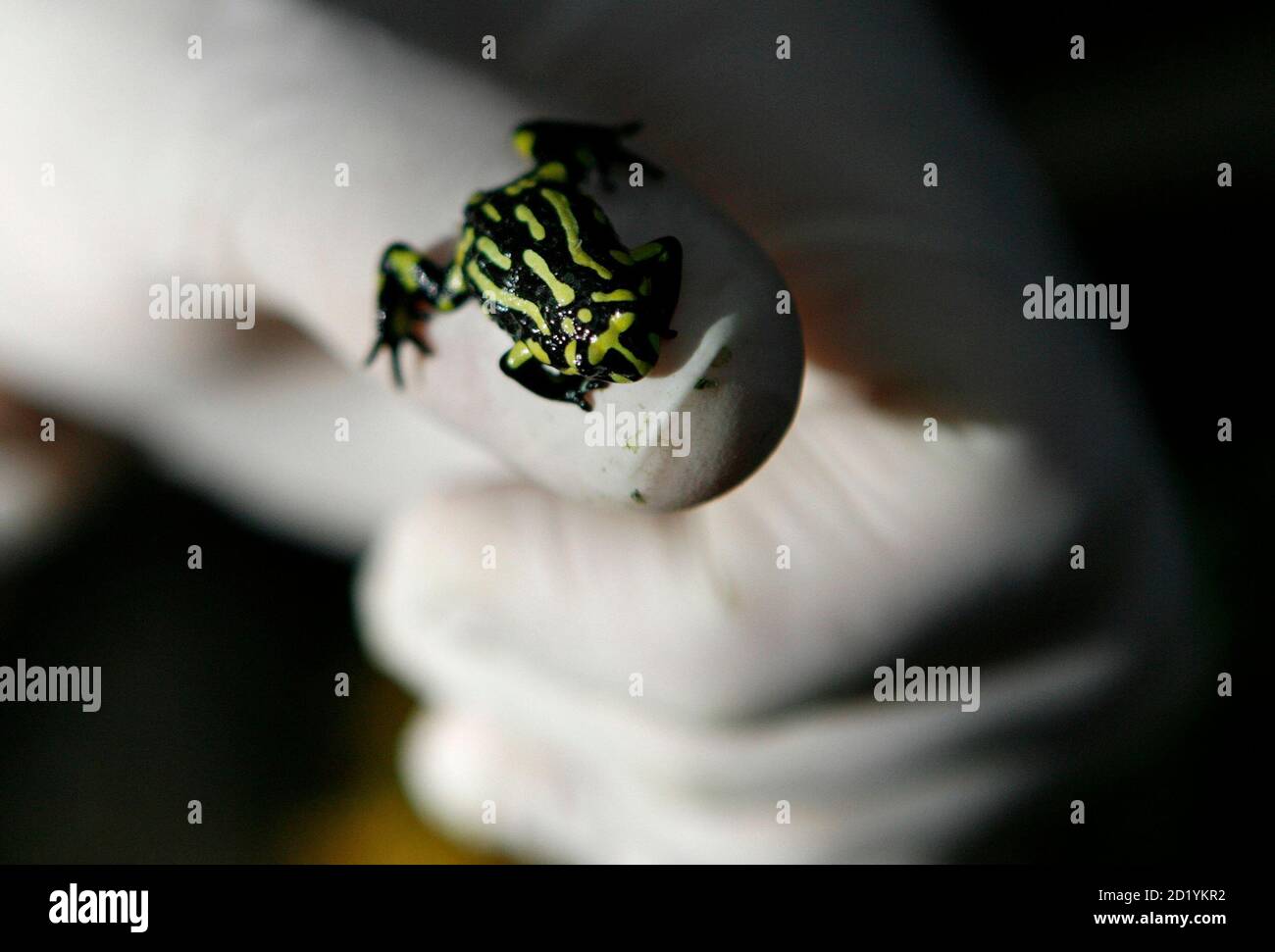 Australian frogs sydney hires stock photography and images Alamy