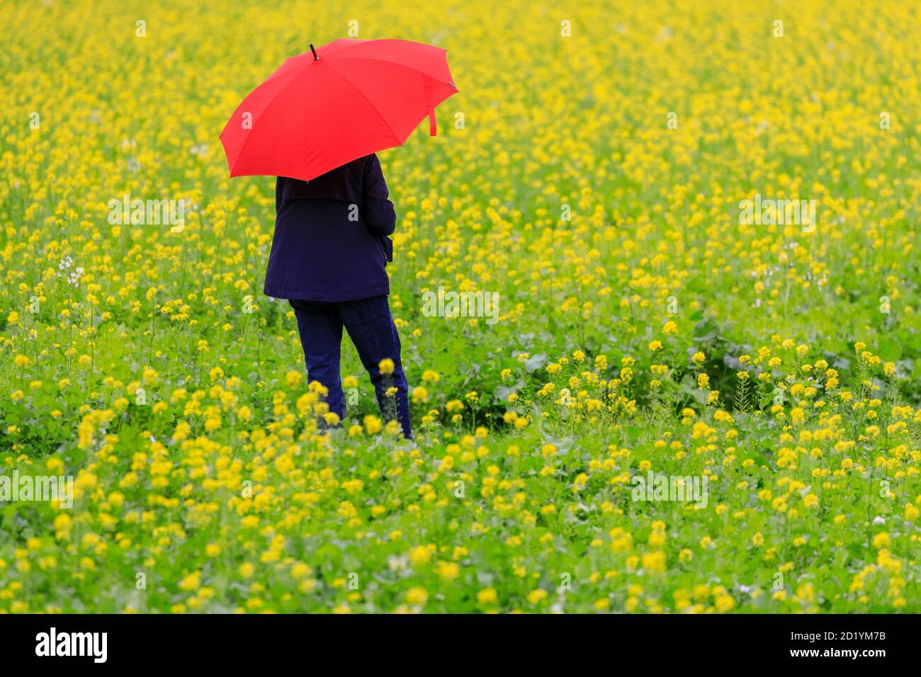 Sythen, NRW, Germany. 06th Oct, 2020. A walker near the village of Sythen in the Munsterland countryside defies the rainy autumnal weather with a stroll through a bright yellow field of charlock mustard (Sinapis arvensis), a catch crop that is often grown in autumn and winter. Credit: Imageplotter/Alamy Live News Stock Photo