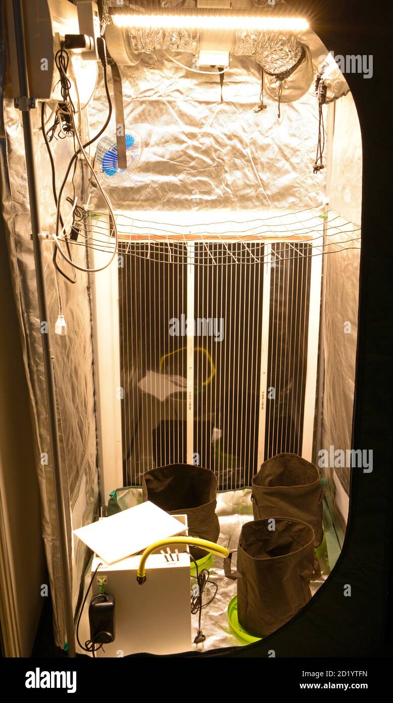 Plants growing in a grow box, LED lamps, foil other equipment set Stock  Photo - Alamy