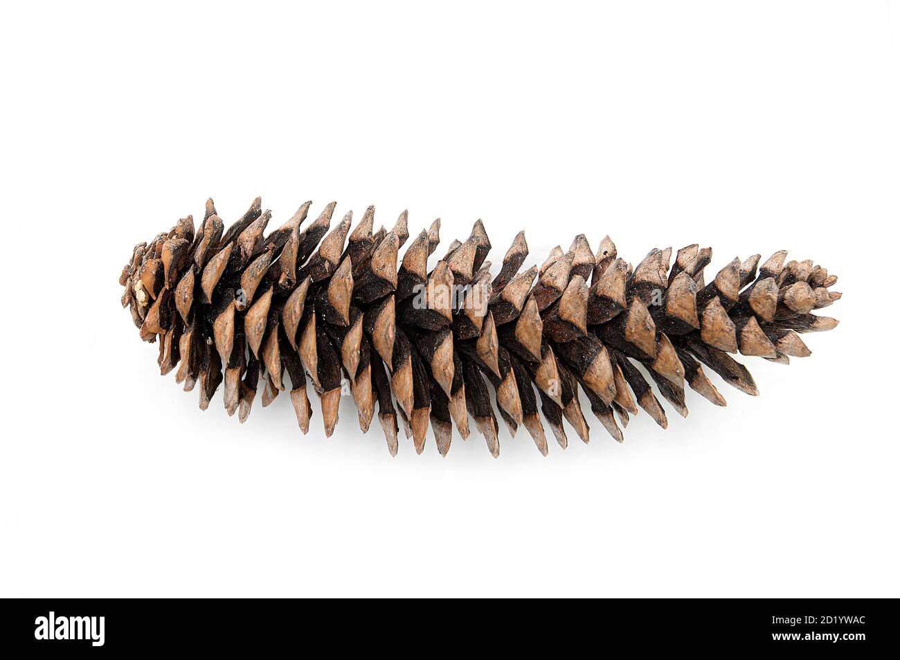 Sequoia giant pine cone isolated on white Stock Photo