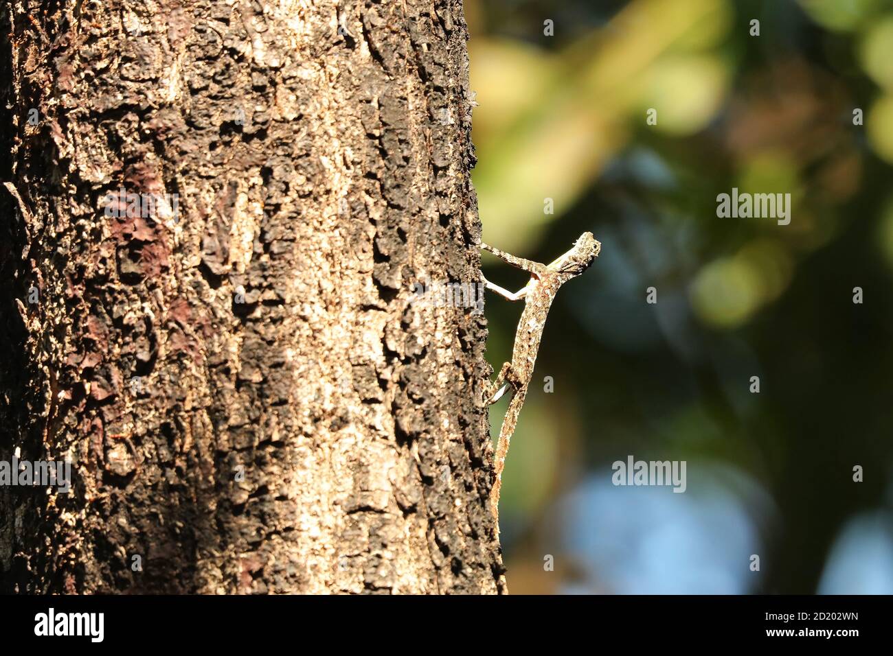 Indian Flying Lizard, Draco Dussumieri, Bondla Wildlife Sanctuary, Goa, India Stock Photo