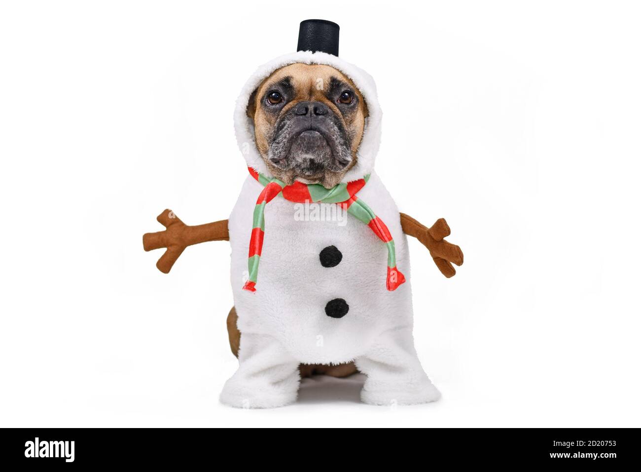 Funny French Bulldog dog dressed up as snowman with full body suit costume with striped scarf, fake stick arms and small top hat on white background Stock Photo
