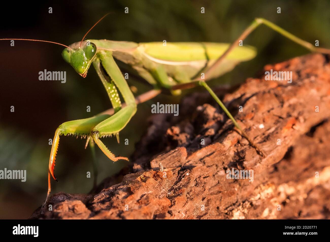 Mantis Religiosa - praying mantis Stock Photo