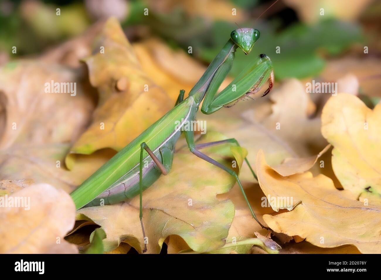 Mantis Religiosa - praying mantis Stock Photo