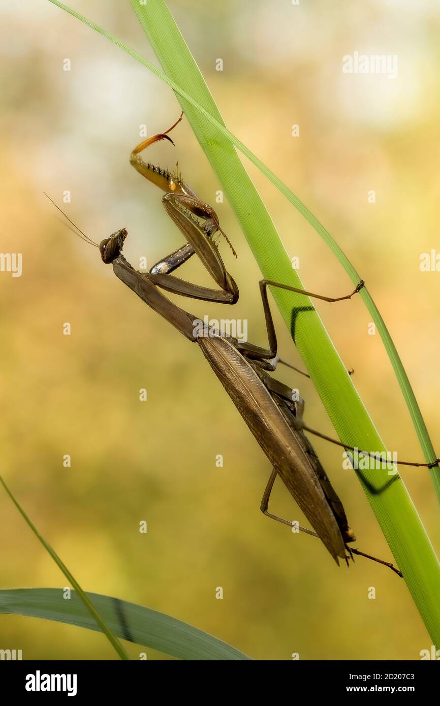 Mantis Religiosa - praying mantis Stock Photo
