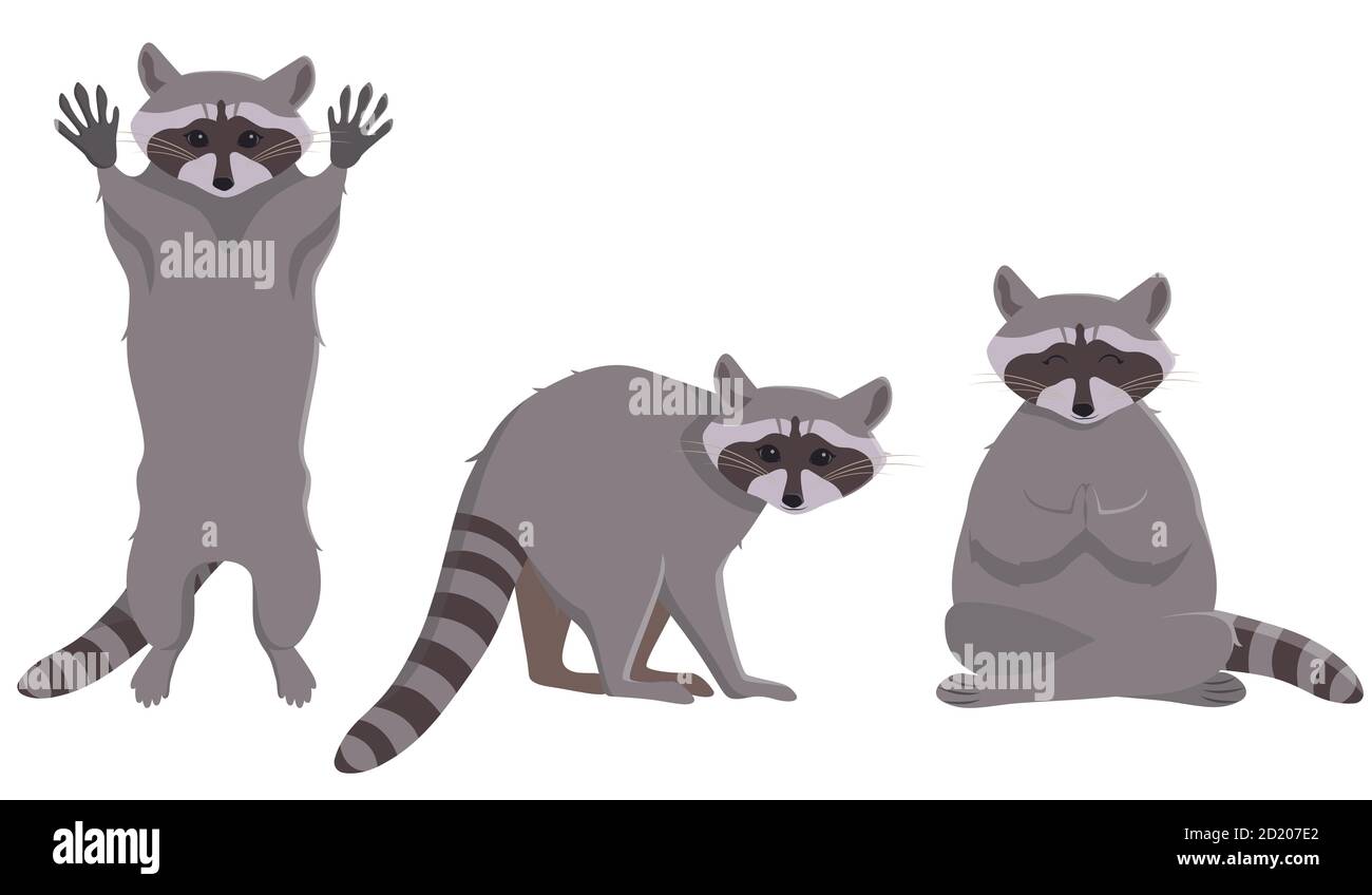 Raccoon in different poses. Cute animal in cartoon style. Stock Vector
