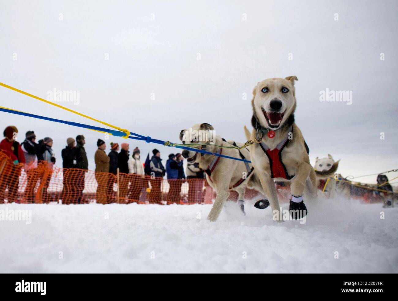 Iditarod dog sled team hires stock photography and images Alamy