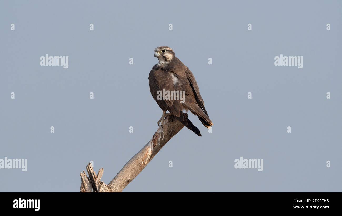 Laggar falcon, Falco jugger, Blackbuck National Park, Velavadar, Gujarat, India Stock Photo