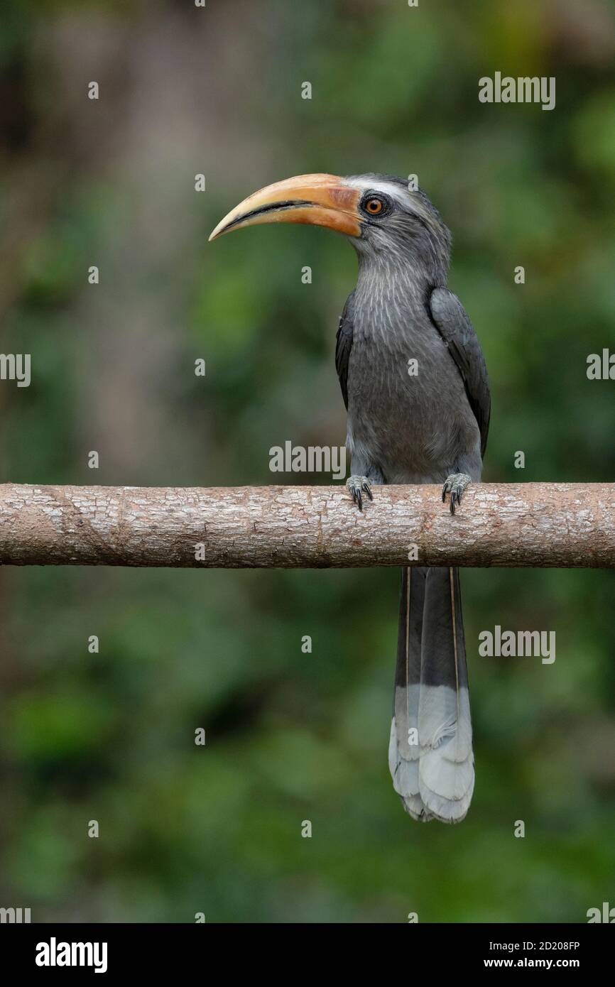 Malabar Grey Hornbill, Ocyceros griseus, Salim Ali Bird Sanctuary, Thattekad, Kerala, India Stock Photo