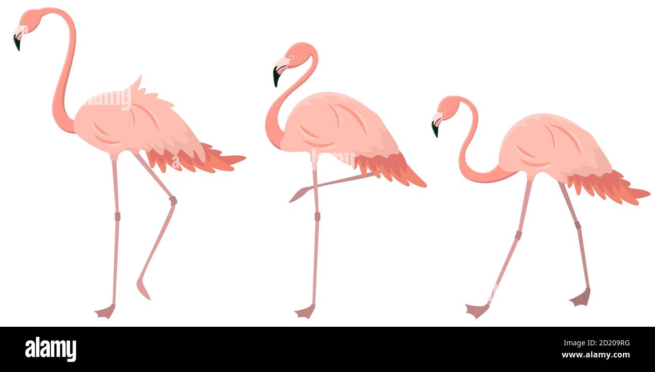Flamingo vector hi-res stock photography and images - Alamy