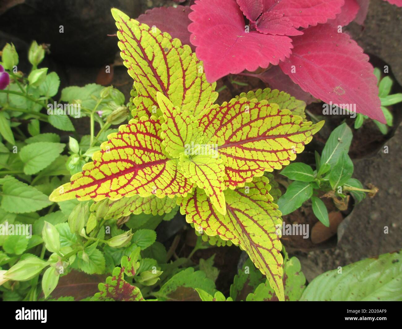 coleus plants also called Coleus blumei or Plectranthus scutellarioides ...