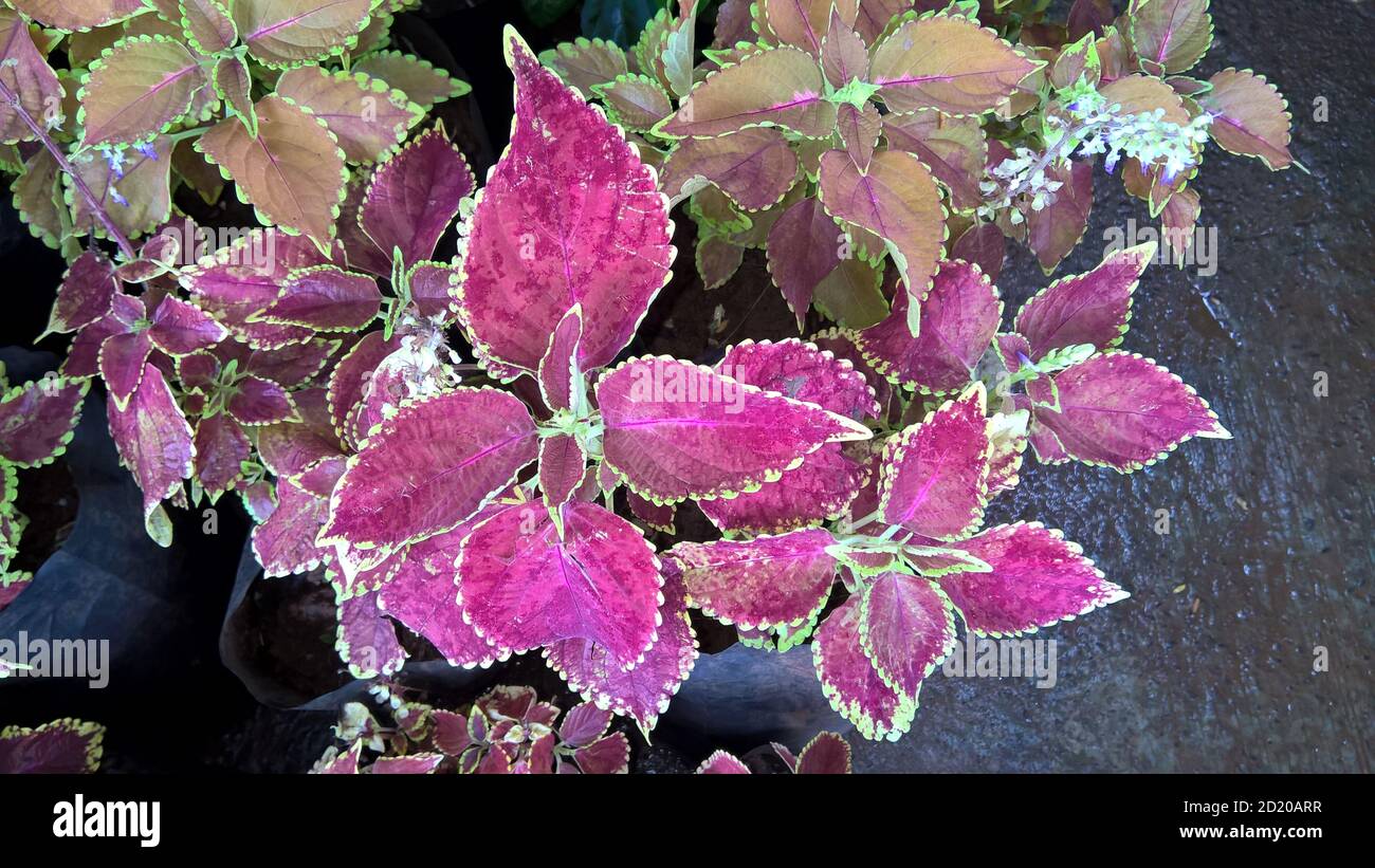 coleus plants also called Coleus blumei or Plectranthus scutellarioides ...