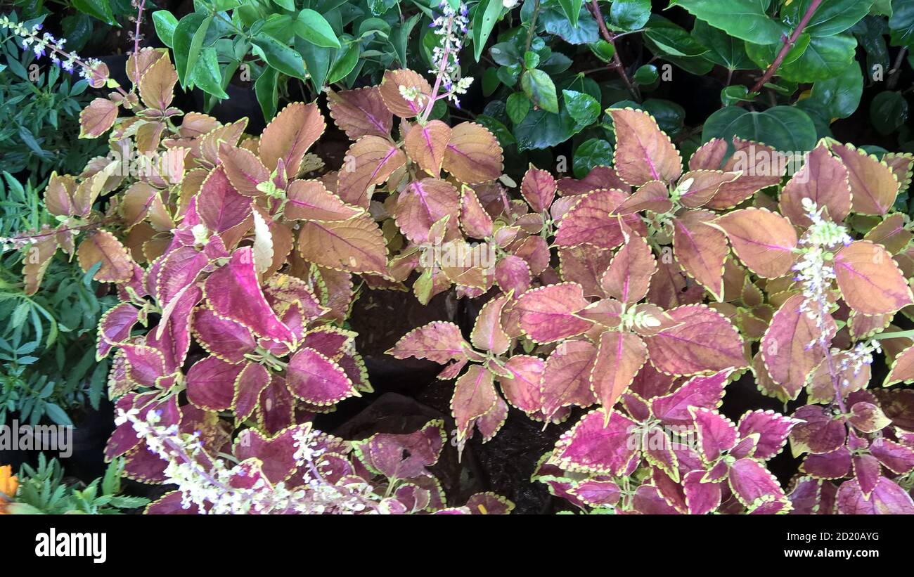 coleus plants also called Coleus blumei or Plectranthus scutellarioides ...