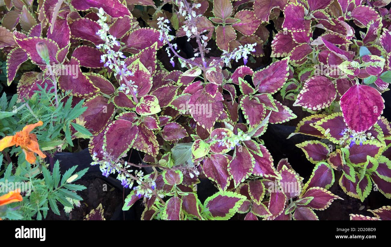 coleus plants also called Coleus blumei or Plectranthus scutellarioides ...