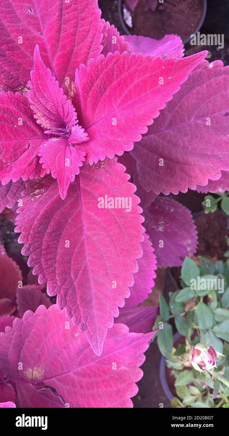 coleus plants also called Coleus blumei or Plectranthus scutellarioides ...