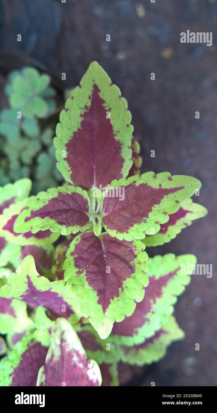coleus plants also called Coleus blumei or Plectranthus scutellarioides ...