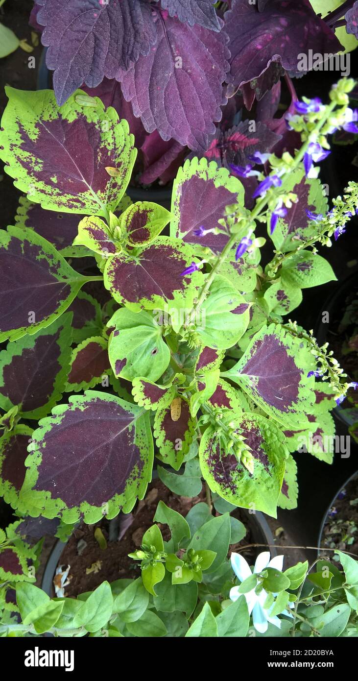 coleus plants also called Coleus blumei or Plectranthus scutellarioides ...