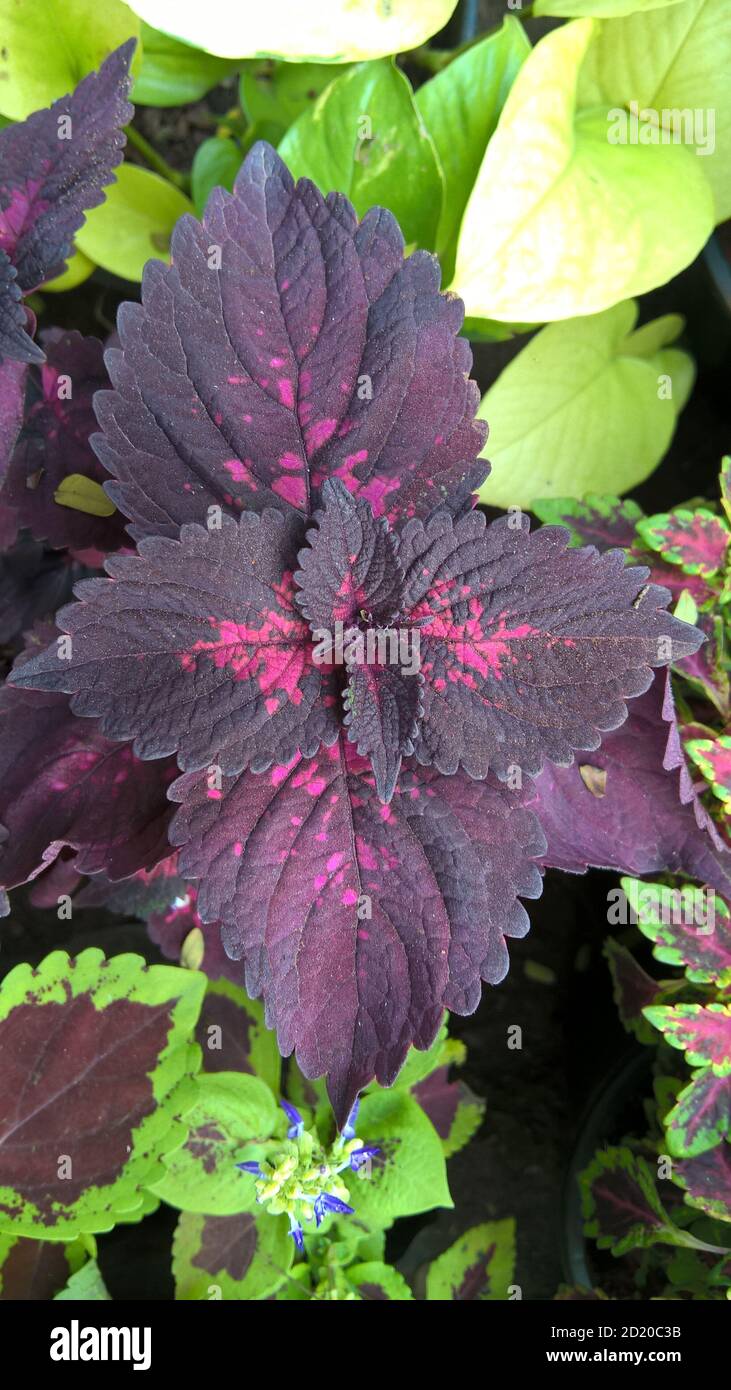 coleus plants also called Coleus blumei or Plectranthus scutellarioides ...