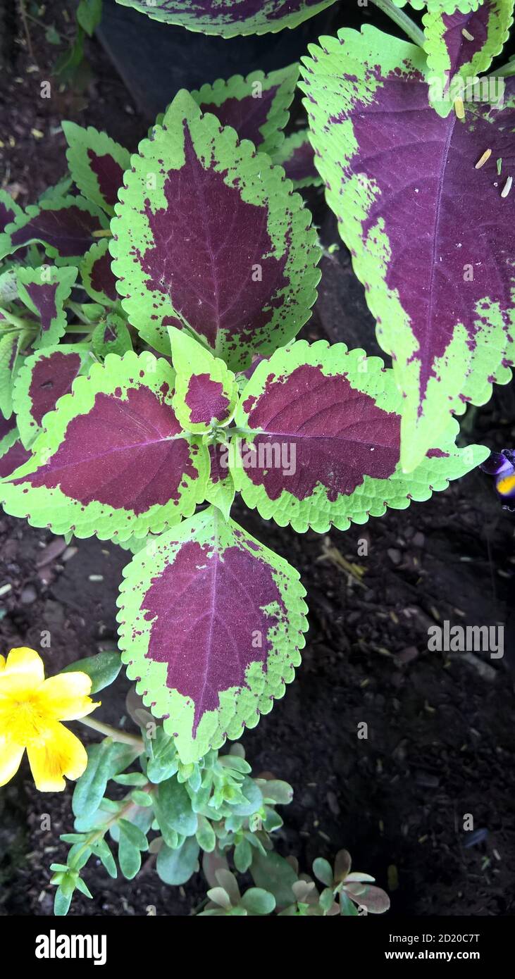 coleus plants also called Coleus blumei or Plectranthus scutellarioides ...