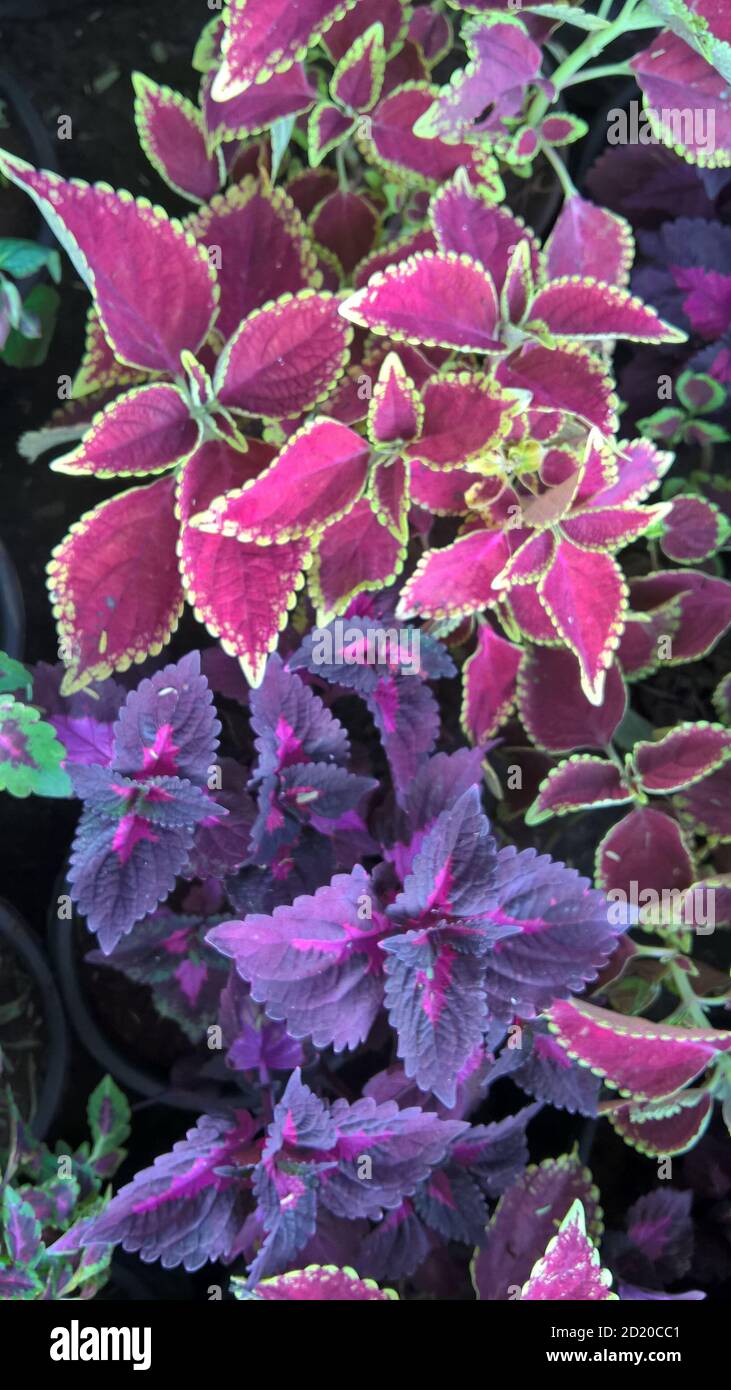 coleus plants also called Coleus blumei or Plectranthus scutellarioides ...