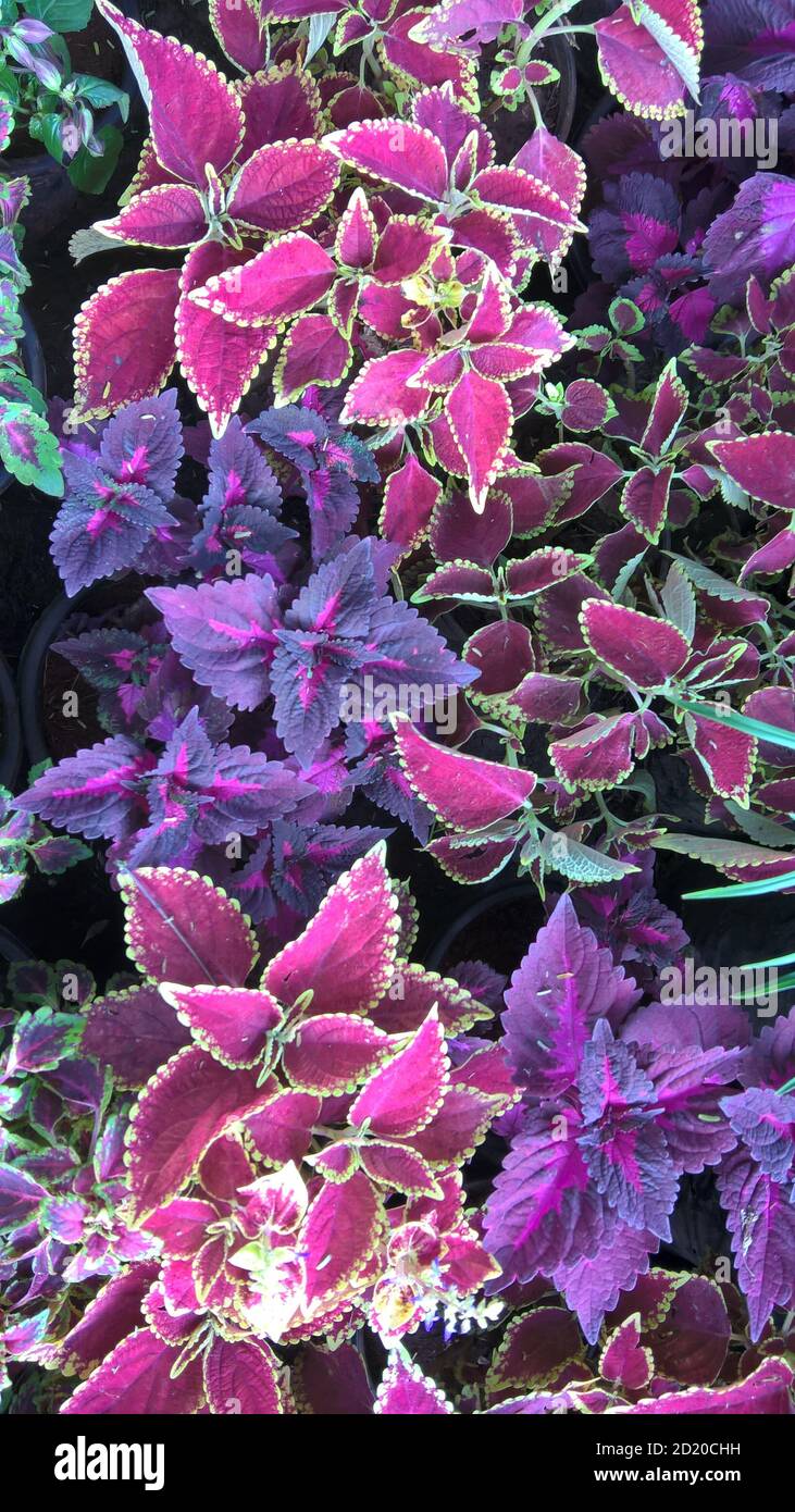 coleus plants also called Coleus blumei or Plectranthus scutellarioides ...