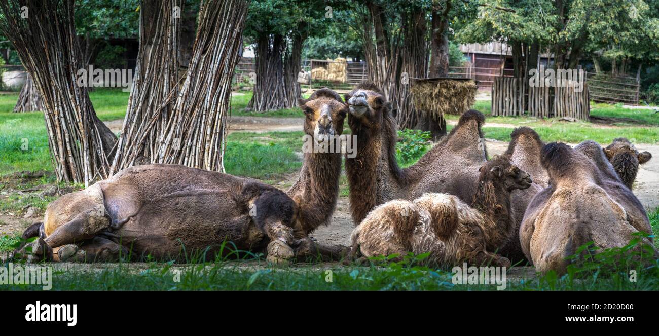 The family of Bactrian camels or Mongolian camels. Two mongolian camels are cuddling and their calf is lying in front of them. Stock Photo